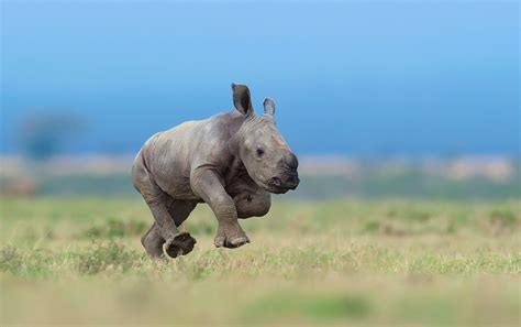 Download Depth Of Field Baby Animal Animal Rhino Hd Wallpaper