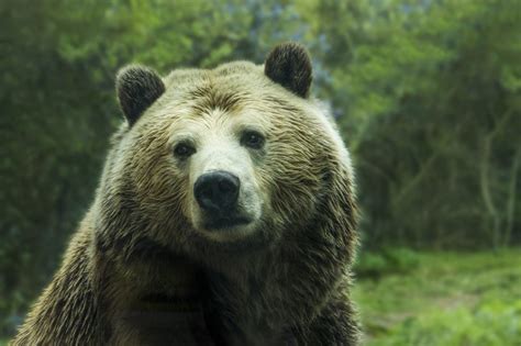 Big Grizzly Bear Lives In The Forest Free Image Download