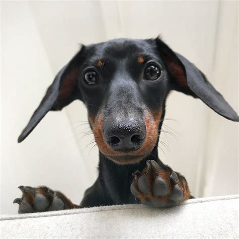 Pin On Doxie Pups