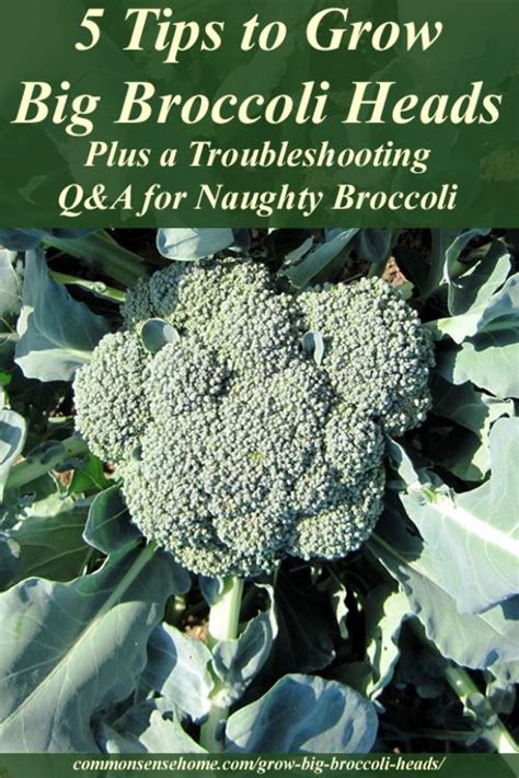 Tips For Growing Broccoli In Your Garden Artofit