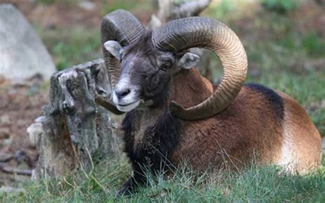 Have You Been Mouflon Sheep Hunting Montana Hunting And Fishing