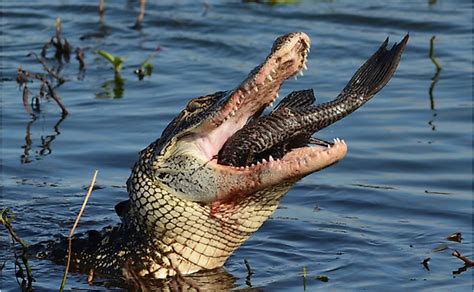 What Do Alligators Eat Worldatlas