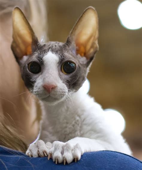 Cornish Rex Cat Breed References Puppies Site