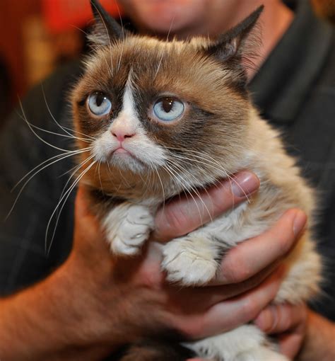 Recuerdas a Grumpy Cat Este es el legado de la gata más enojada de