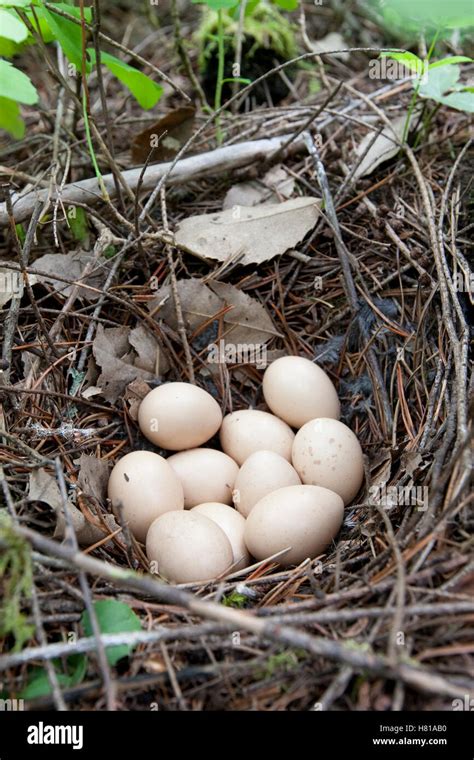 Ruffed Grouse Bonasa Umbellus Eggs In Nest Troy Montana Stock Photo
