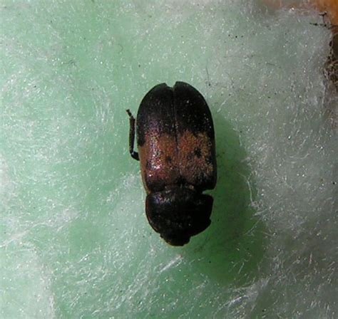 The most common little black bug in the house is the carpet beetle. Beetle - house pest - can't get rid of them!! - Dermestes ...