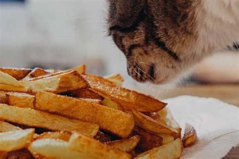 A large number of cats are actually lactose intolerant which means consuming milk or cheese. Can Cats Eat Potatoes? Is It Safe For Cats To Eat Potatoes ...