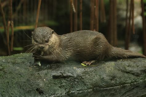 Asian Small Clawed Otters Holding Hands For Survival Celestialpets