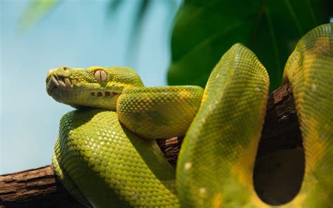 Beautiful Reptile Green Python Hd Wallpapers 4k Macbook And Desktop