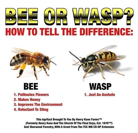 Bee Vs Wasp How To Tell Them Apart Funny Stuff Pinterest Wasp