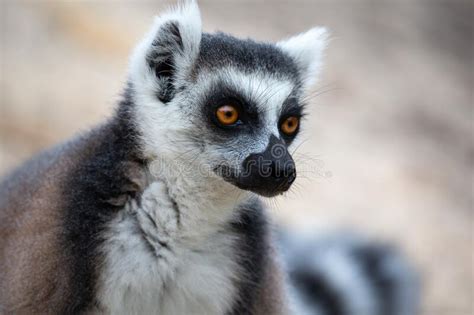 Funny Ring Tailed Lemur With His Face In Closeup A Tropical Endangered