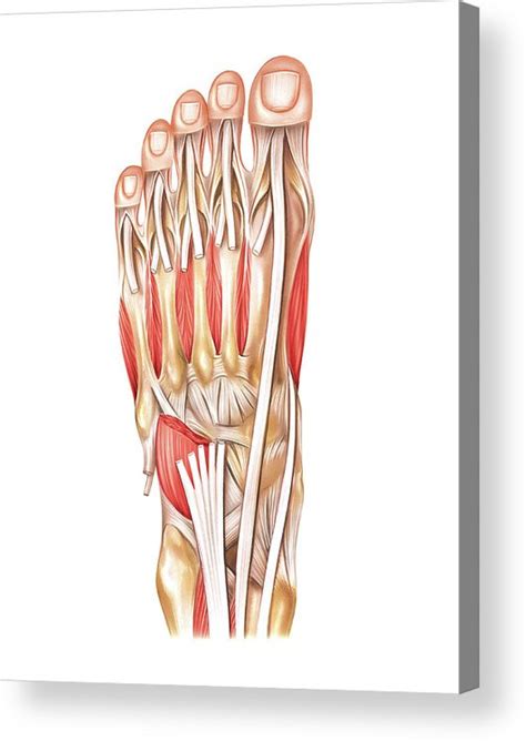 Muscles Of The Foot Acrylic Print By Asklepios Medical Atlas Pixels