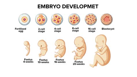 What Are The Stages Of Embryonic Development