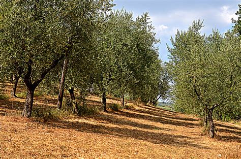 Olive Grove In Tuscany Simon Graham Flickr