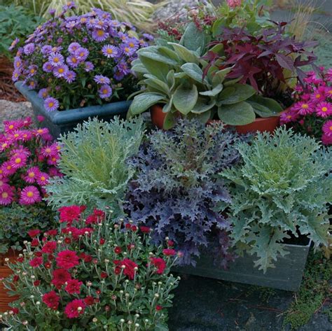 5 Best Plants For Fall Container Gardens
