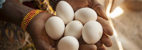 Expanding Incomes For Small Scale Poultry Producers In Burkina Faso