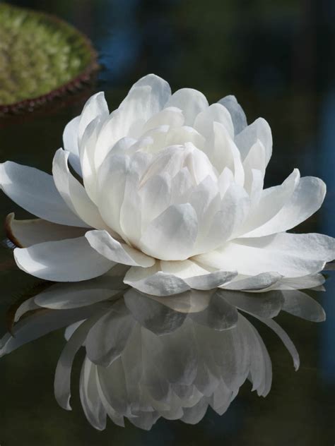 Medium (5' to 10' spread) light requirements: Victoria amazonica - Amazon Water Lily, Victoria Lily ...