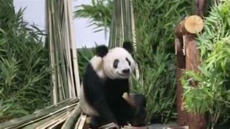 Giant Panda Ya Ya Becomes Internet Sensation In China After Returning