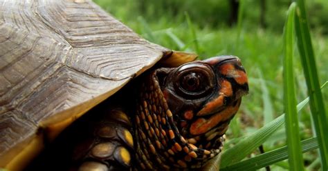 Wild Outdoors Missouri Box Turtles