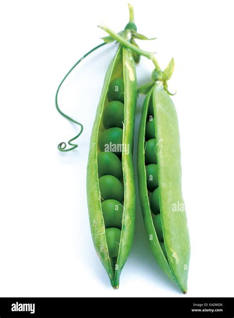 Peas In Their Pods Stock Photo Alamy