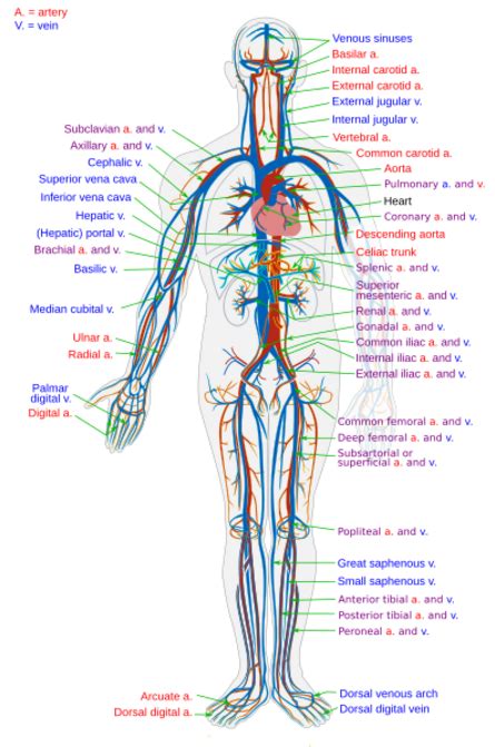 Components Of The Circulatory System Main Parts And Structure Lesson