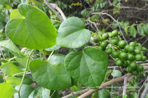 රසකිඳ Rasakida Tinospora Cordifolia අපේ ඔසුපැළ Medicinal Plants
