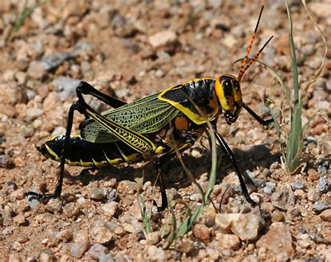Check spelling or type a new query. Horse Lubber Grasshoppers (Taeniopoda eques) - The Firefly ...