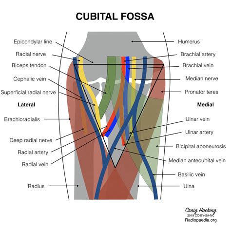 Cubital Fossa Diagram Image Radiopaedia Org