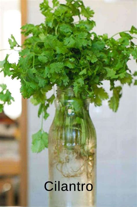 Best Fruits And Vegetables You Can Regrow From Kitchen Scraps Artofit