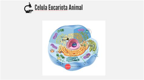 Celula Eucariota Animal By Danny Rivera