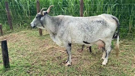 Comprei Uma Vaca Por 900 E Vendi Por 1200