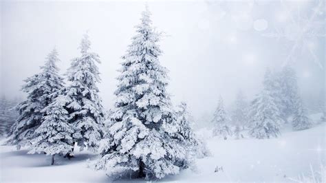 White Snow Tree Wallpapers Wallpaper Cave