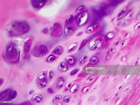 Hyaline Cartilage X Light Micrograph Stockfoto Getty Images