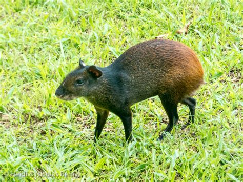 Agouti protein controls the release of melanin into the hair and is involved in switching between the two pigments (eumelanin and phaeomelanin). Agouti