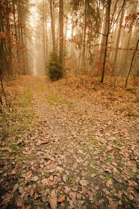 Pathway Through The Misty Autumn Forest On Foggy Day Stock Image