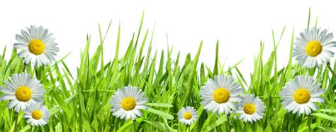 Grass With Flowers Png By Hanabell1 On Deviantart