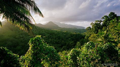 Hd Wallpaper Tropical Rainforest Dominica Islands Wallpaper Flare