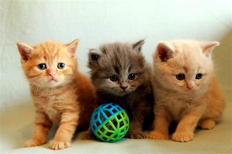 Cats Kittens Playing Adorable Cats Friends Fluffy Ball