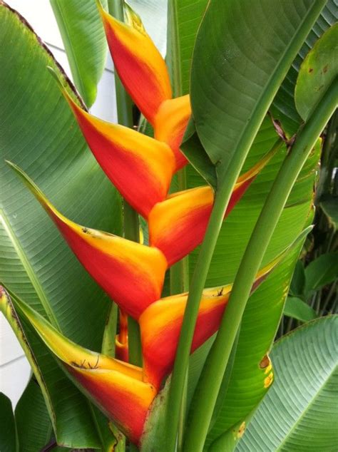 10 Best Images About Plant Design On Pinterest Tropical Flowers