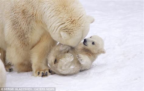 Thats One Way To Get Mums Attention Cute Polar Bear Cub Bites Parent