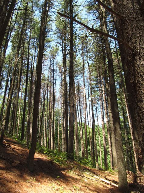 Moose hill wildlife sanctuary is mass audubon's oldest and largest wildlife sanctuary, with 1,971 acres to get blissfully lost in. Pin on Natural Phenomena