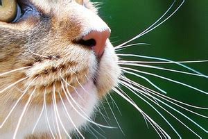 How to Prevent Whiskers Loss in Cats? | All about cats