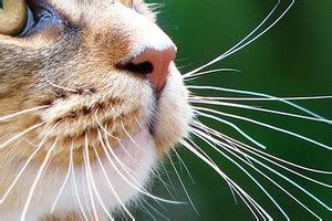 Whiskers are an important part of your cat's anatomy. How to Prevent Whiskers Loss in Cats? | All about cats