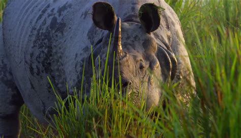 افلام وثائقية عن الحيوانات البرية