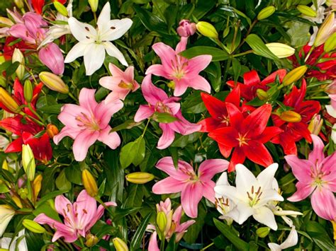 Asiatic Lily How To Grow And Care