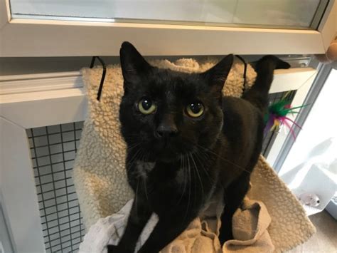 National Black Cat Day Black Cats You Can Adopt Right Now Metro News