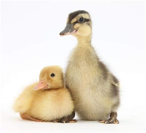 Call Duckling And Mallard Duckling Photograph By Mark Taylor Fine Art