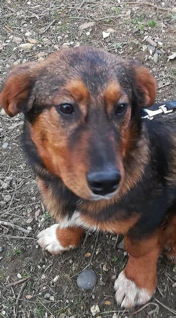 Howelling kennels corgi & cattle dog rescue. Cake - 5 month old female Corgi Cross dog for adoption