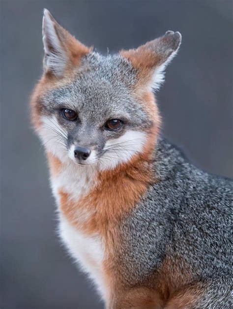 Grey Fox By Tin Man Lee Nature Animals Animals And Pets Beautiful