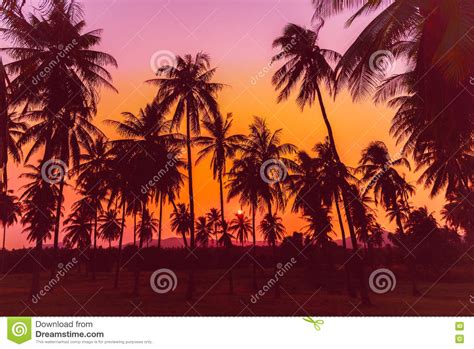 Silhouette Coconut Palm Trees On Beach At Sunset Stock Photo Image